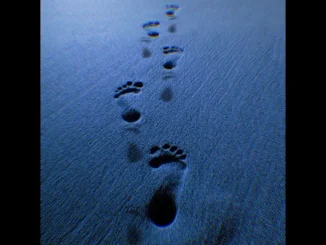 Zubi  Walk Like Me Mp3 Download