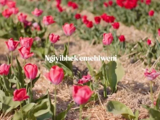 Casswell P  Ngingowakho ft. Nkatha & Wanitwa Mos Mp3 Download