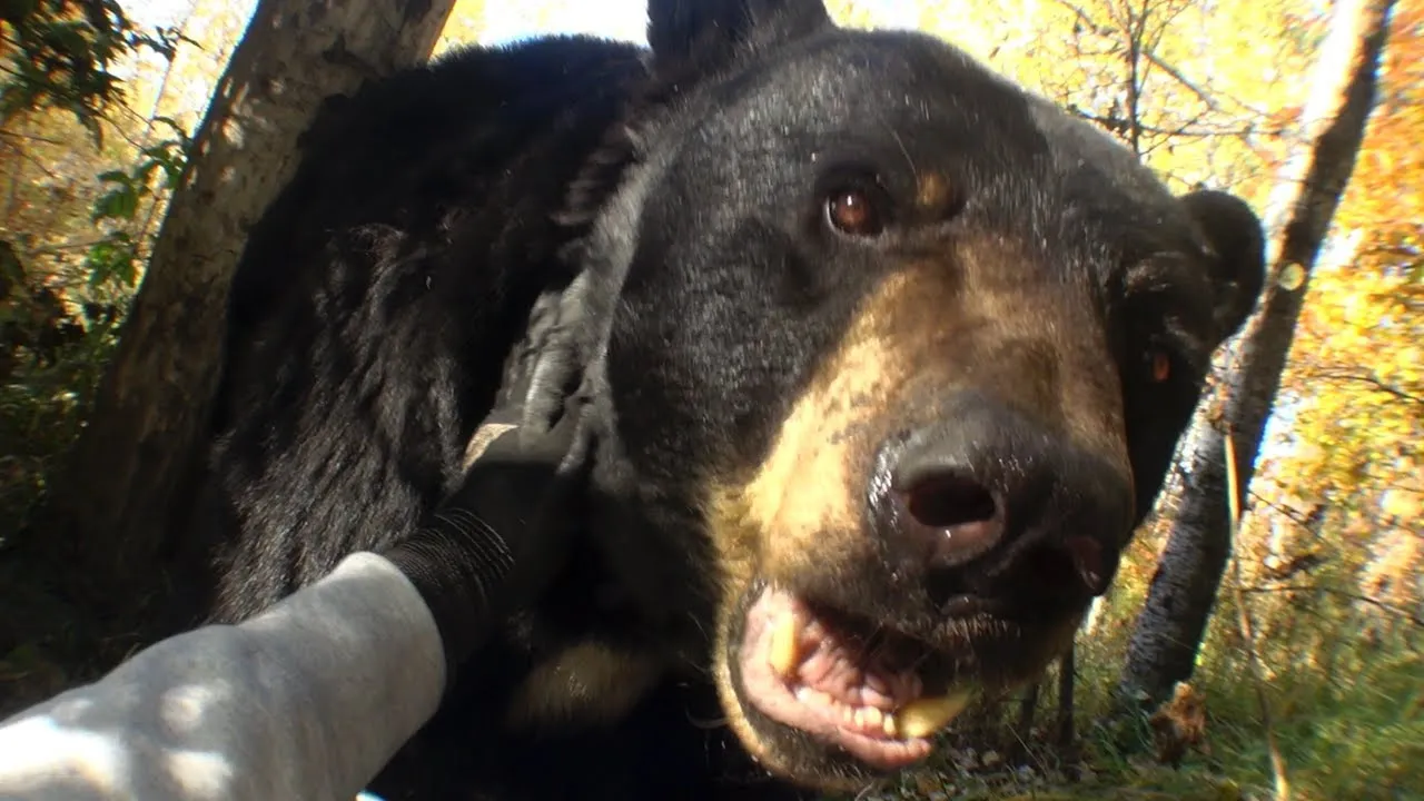 Joji Past Won't Leave My Bed Mp3 Download