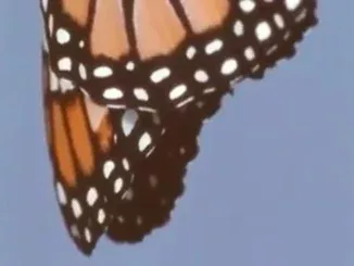 LoVibe.  LoVibe.  a good man with a broken heart Mp3 Download