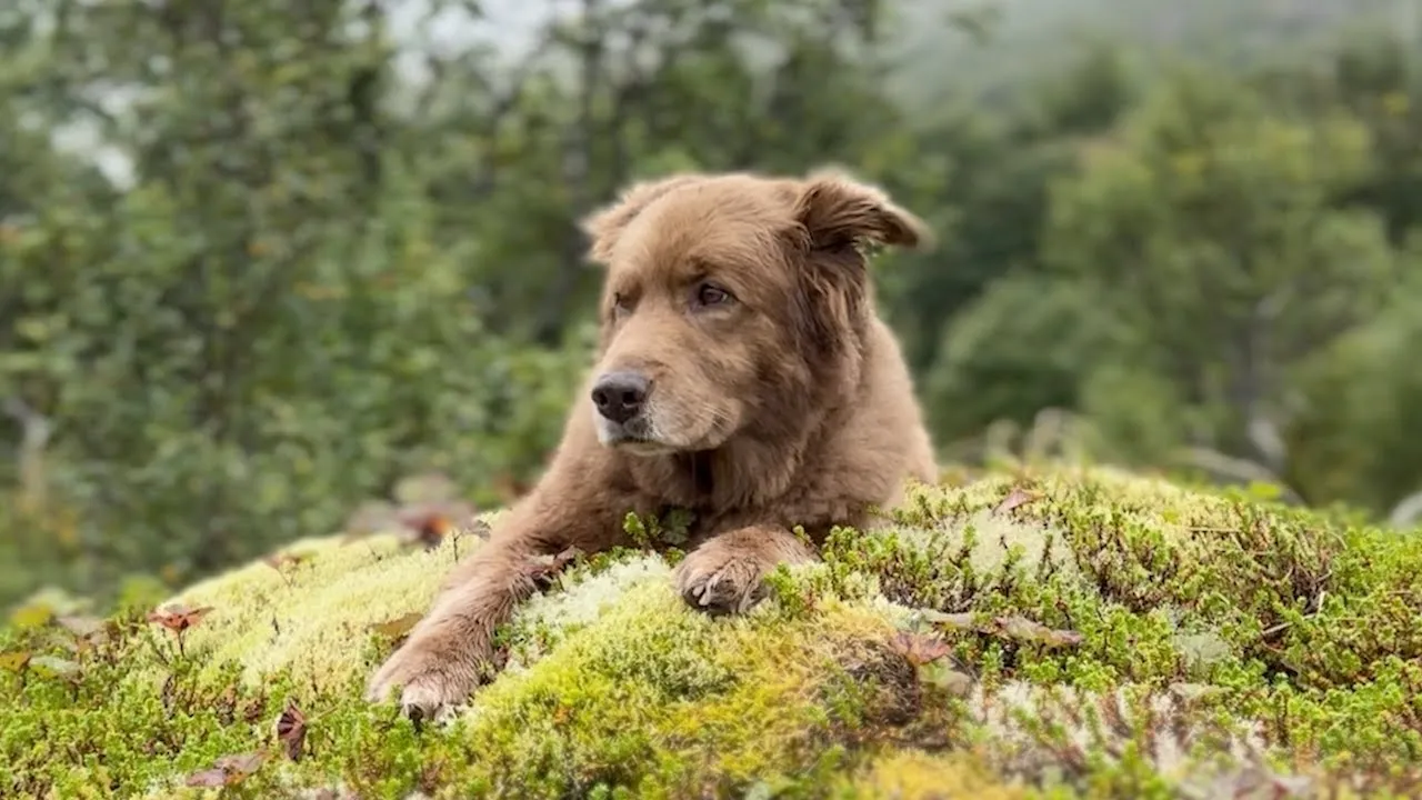 Stick Figure  Stick Figure  Tribute to Cocoa Mp3 Download